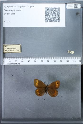 Media type: image;   Entomology 79043
